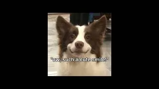 ,,all dogs deserve a owner, but not all owners deserve a dog..