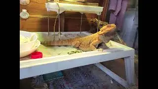 Gilbert's Dragon Den