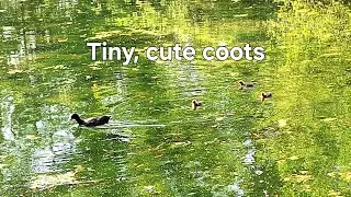 A beautiful coot family with tiny chicks