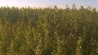POPFULL - growing season 2 + harvest + start growing season 3