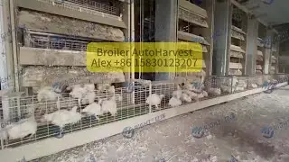 Auto Harvest System for Broiler Farms Designed for 40,000 / 60,000 / 80,000 broiler capacity.  This