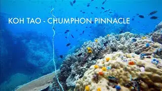 Best Scuba Diving in Thailand - Koh Tao - Coral Reefs and Marine Life at Chumphon Pinnacle.