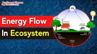 ENERGY FLOW IN ECOSYSTEM