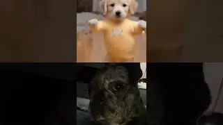 My dog reaction to dancing puppy Deli #funny #shorts #viral #dog #memes ￼