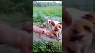 This is harder than a toll booth 🤣. #dog #dogs #pet #pets #shortvideo #countrysidelife #animal