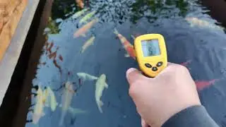 infrared thermometer for koi pond? does it work?