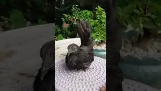 Cemani Black Chabo Bantam🐓