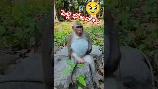 Pelli bhojanalu | పెళ్లి భోజనాలు 🥹