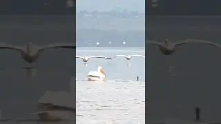 #The unique landing of birds on water.