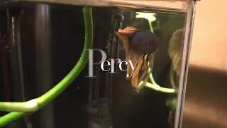 Percy: A Paradise Male Betta