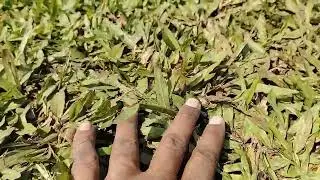 Paspalum Lawn Grass #samratsoft #Paspalum #lawnindia #Garden 