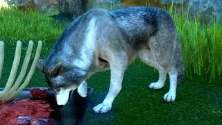 Planet Zoo - Timber Wolf - Open World Free Roam Gameplay (PC HD) [1080p60FPS]