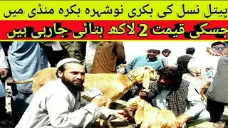 Nowshera Bakra Mandi || Episode 3