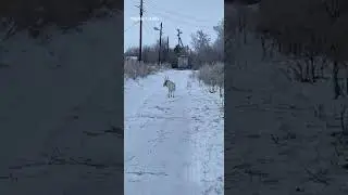 An animal sleeps in the Middle of the street