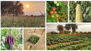 RAK Nature Treasure, Greenery, Beautiful place to visit in Ras Al Khaimha UAE