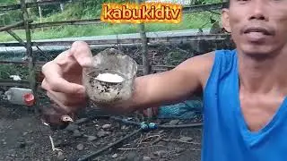 #ganito lang magpapa amo nang alagang manok labuyo mga kabukid👍👍👍