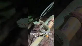 Stunning Pit Viper #snakes #viper #thailand #shorts