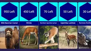 Almost Gone: Endangered Animals Comparison
