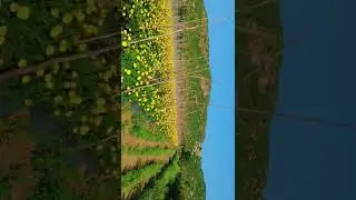 My marigold farm 🌼 aapko aise Goan ki vedios dekhni hai to please mere channel ko subscribe kare 🙏🏻
