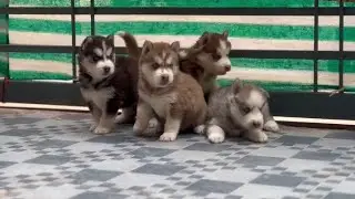 Quality dogs 👏 dog for sale ❤️ contact 9311906836 #husky #youtubeshorts #shortafeed #shorts