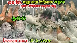 ৩০ কি.পাল্লা করা রেসিং গিরিবাজ কবুতর কিনুন। সিলভার গিরিবাজ কবুতর। বেজি কবুতর চিলা কবুতর। জিসান