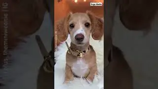 &ldquo;Being cute is hard work!&rdquo; 📹 @rufus_theminiweenie #dog #dogsmedia #Dachshund