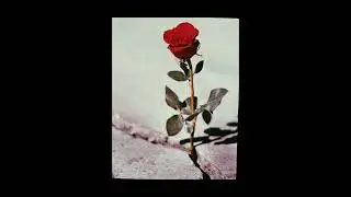 DhePM - Concrete Rose