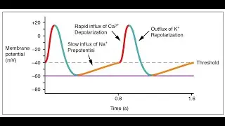 The Heart Part 2 - SA node (Pacemaker) Action Potential. F-Type & L-Type Channels.