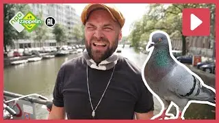 BOSWACHTER TIM VINDT DE DUIVENCHALLENGE ENG! 😱 | Beestenbrigade Stadsdieren | NPO Zappelin
