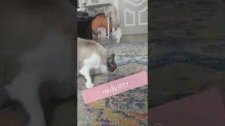 Ragdoll unsure of visitor🙀🐾😻 #ragdoll #ragdollcat #catsrule #catbreed #talkingcats #cats #cutecats