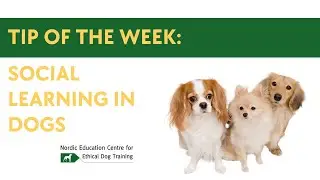 Tip of the Week: Social Learning in Dogs
