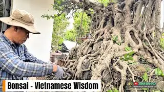 When Bonsai Becomes the Language of Vietnamese Wisdom and Soul | Pham Thuy.