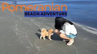Pomeranian (Fuji) Basic Training @ the Beach