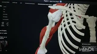 3d human anatomy app.muscle of forearm, arm,hand