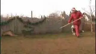 Xmas Dog Dance with 8 dogs