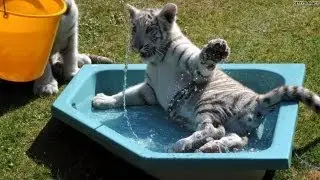 Take a swim with a tiger?