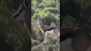 Springbok walking in a plain #shorts #wildlife