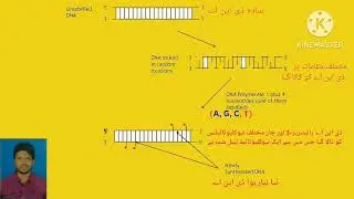 نک ٹرانسلیشن(Nick Translation)