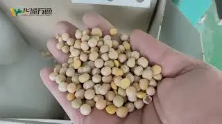 500-ton per day dry pea cleaning and peeling plant