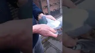 NL24-8178692 Pigeoncom Auction 2024-2025 JAAP SCHUT