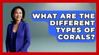What Are The Different Types Of Corals? - The Marine Life Explorer