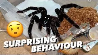 i have NEVER seen this tarantula behave like this !!! ~ TOTALLY UNEXPECTED.