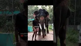 ചോറ്താടാ 😤 #elephant #aana #aanaipatty