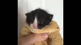 Cat! go ahh original mew (kitten in towel meme)