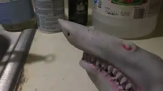 Shark puppet crazy