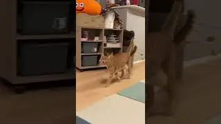 Iseng banget Oyen sampai temannya syok #cat #youtubeshorts #shortvideo #catlovers