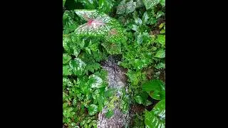 kerala monsoon scenes #rainyday #keralavillage #smallstreams #monsoon #water #nature #greenery