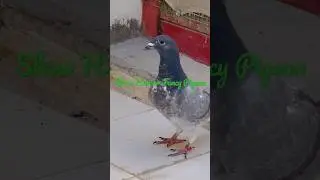 Show Homer Pigeon | Fancy Bird in the World | Qatar Fancy Pigeon | Racing Pigeon