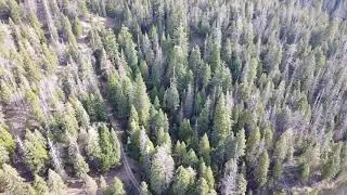 Packsaddle Grove - Greenhorn Mountains