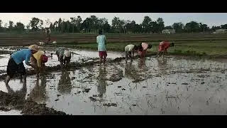 Ashar | Ropai | Subscribe PLZ| #nepal